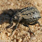 Escaravelho // Snout Beetle (Brachycerus plicatus)