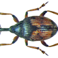 Dieckmaniellus gracilis (Redtenbacher, 1849) Syn.: Nanophyes gracilis (Redtenbacher, 1849)
