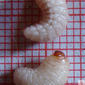 Curculio elephas - Larvae