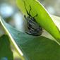 Diaprepes abbreviatus mating on Citrus sp.  Faces blurred for privacy.