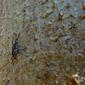 Long-legged Weevil (Mecopus sp.)