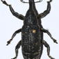 Weevil (Lixus tananarivensis)