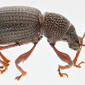 Lateral view - highly enlarged - white background