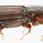 Male - lateral view - magnified