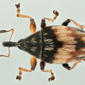 Male - dorsal view - magnified - grey background