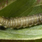 Larva - dorsal view - highly enlarged