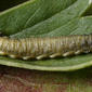 Larva - dorso-lateral view - highly enlarged