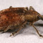 Adult - lateral view - highly enlarged - pale background