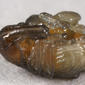 Pupa - head and thorax - latero-ventral view - highly enlarged - pale background