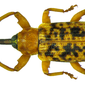 Dorytomus taeniatus (Fabricius, 1781)