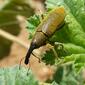 Escaravelho // Snout Beetle (Lixus pulverulentus), female
