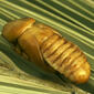 Red Palm Weevil Pupa Dorsal