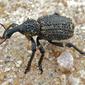 Weevil (Hipporhinus sp.)