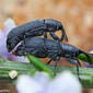 Gorgulhos acasalando // Weevils (Mecinus sp.)
