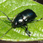 Escaravelho // Beetle (Cryptocephalus sp.)
