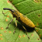 Yellow Weevil