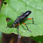 Weevil. Entiminae subfamily. - Flickr - gailhampshire (1).jpg